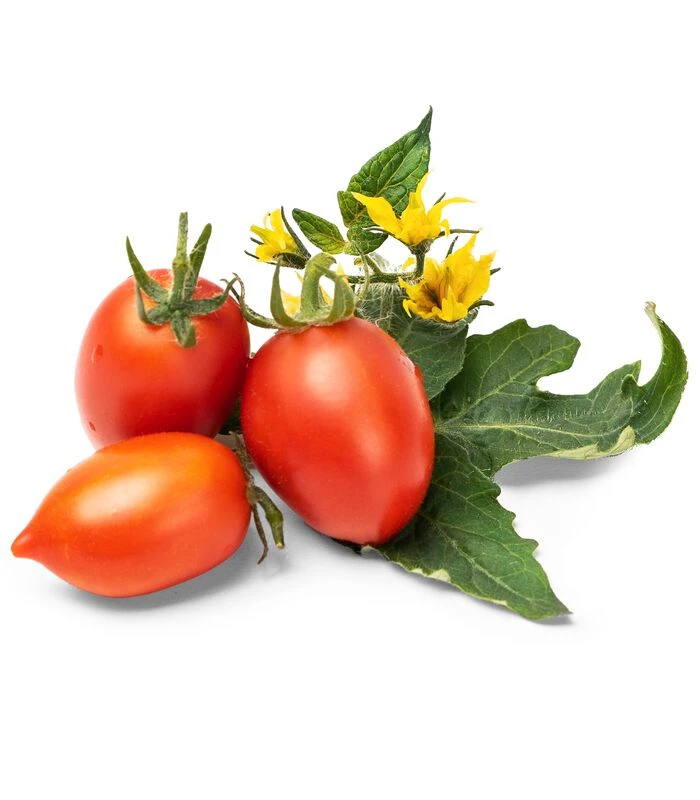 Lingot® Mini Rode Tomaat - Voor Moestuinen 4 Lingot® Mini Rode Tomaat - Voor Moestuinen - Afbeelding 2