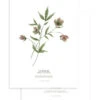 WELLINGTON Set Van 2 Kinderposters - Bloemen Botanicals -Thuis Accessoires Winkel 47357d9535224c46a8f0eb8fdc2aacbf