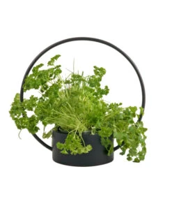 O-COLLECTION Medium Zwart