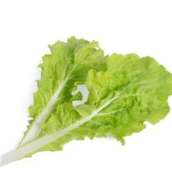 Lingot® Pai Tsai - Voor Véritable® Indoor Moestuinen -Thuis Accessoires Winkel f7cbaed4616a4211a066c2da6f360a88