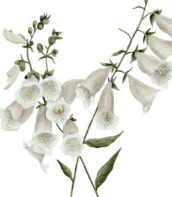 WELLINGTON Set Van 2 Kinderposters - Bloemen Botanicals -Thuis Accessoires Winkel fa9ff4c414ce4ec2a1bff8e73a5d4f1b